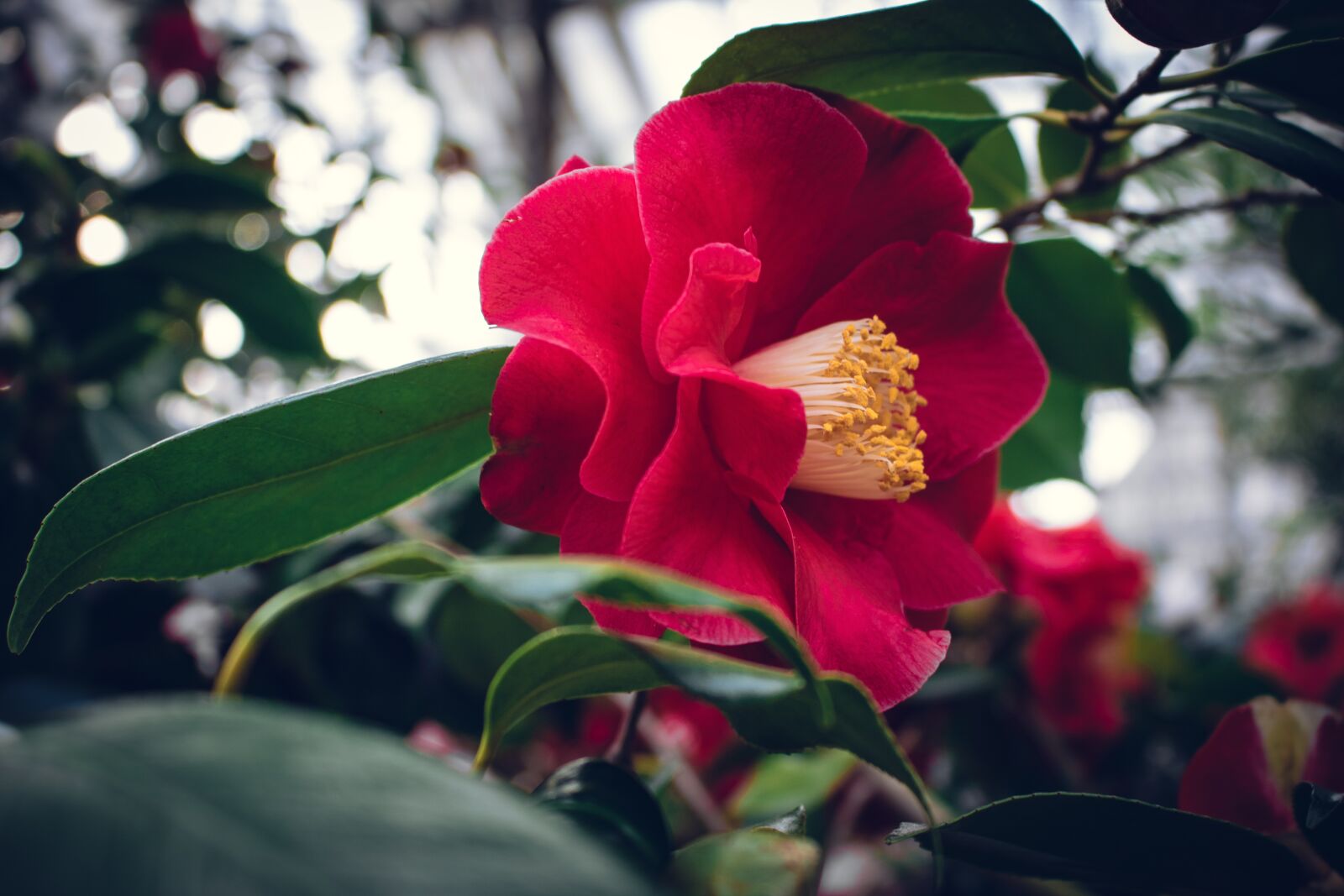 Canon EOS 750D (EOS Rebel T6i / EOS Kiss X8i) sample photo. Red, big, flower photography