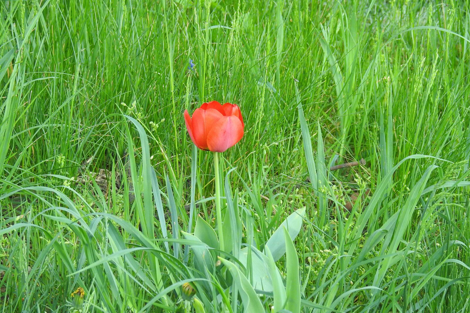 Nikon Coolpix P900 sample photo. Flower meadow, tulip, grass photography