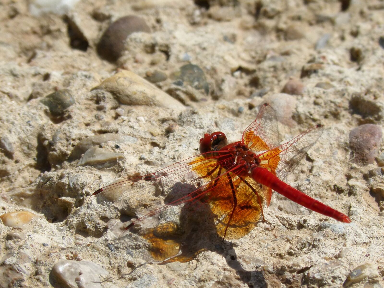 Panasonic DMC-FZ62 sample photo. Dragonfly, red dragonfly, trithemis photography