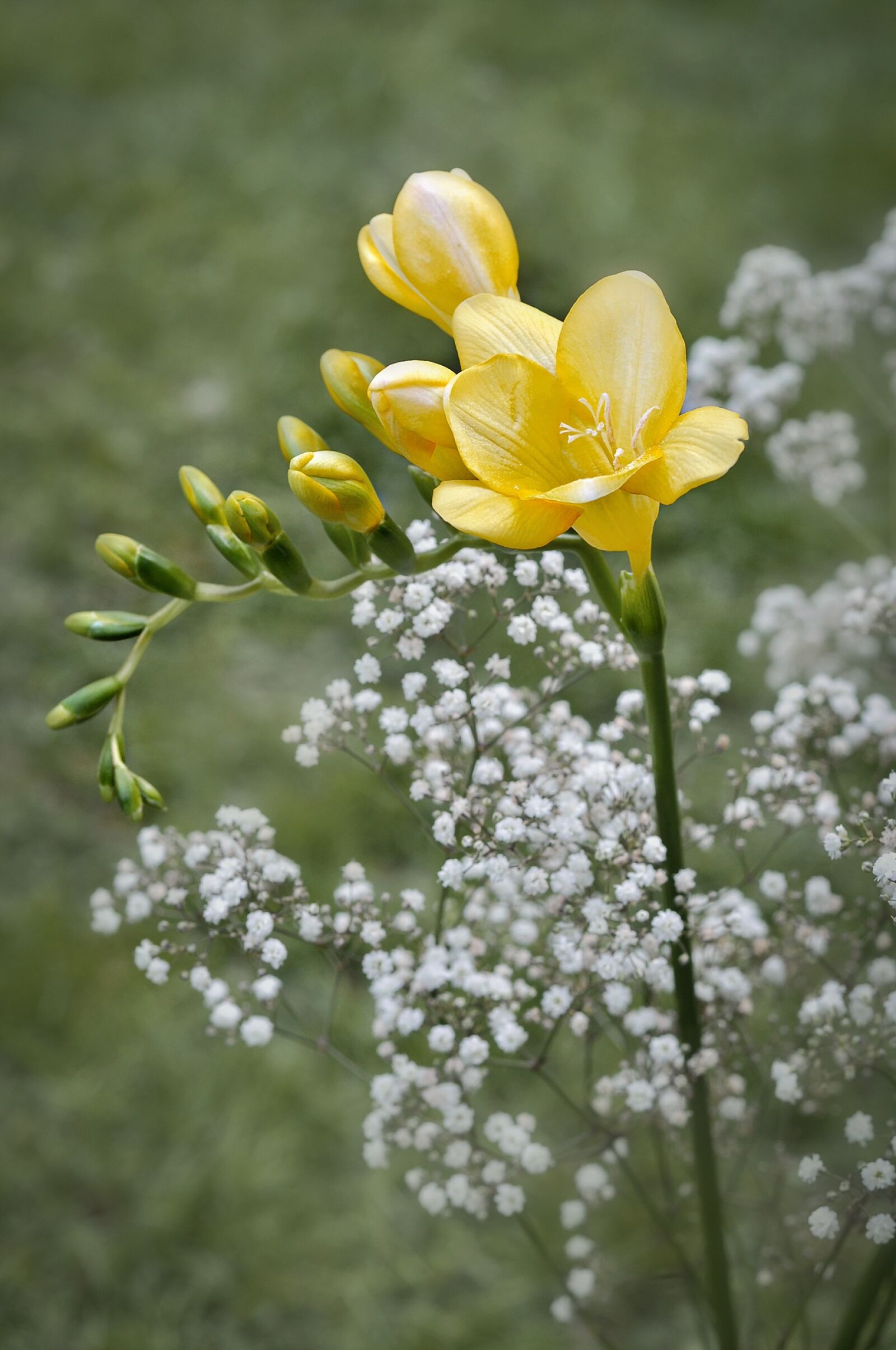 Nikon D90 sample photo. Freesia, flower, yellow photography