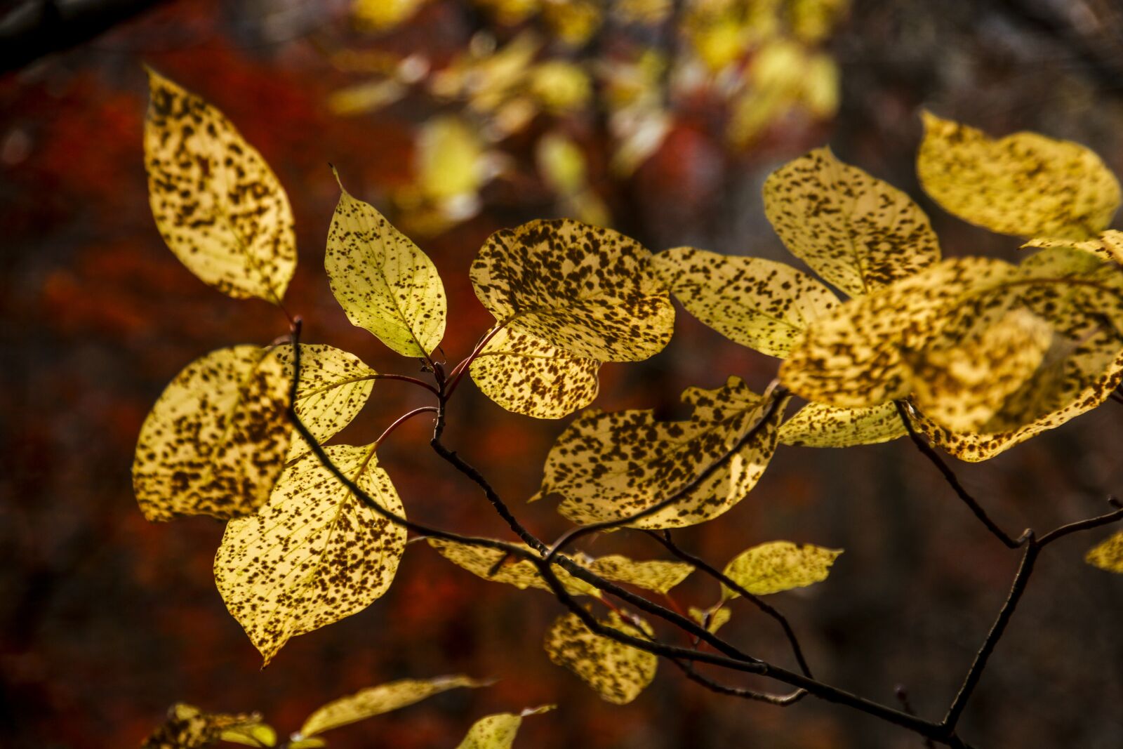 Canon EOS 70D sample photo. Autumn leaves, autumn, leaves photography