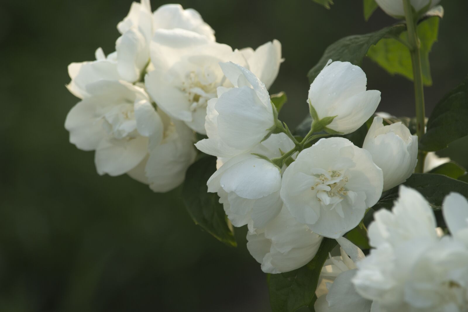 Canon EOS 700D (EOS Rebel T5i / EOS Kiss X7i) sample photo. Jasmine, flowers, summer photography