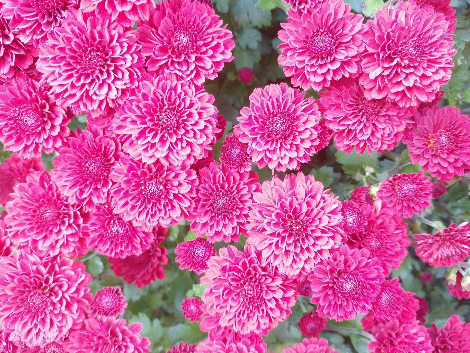LG G5 sample photo. Flowers, yellow, autumn photography