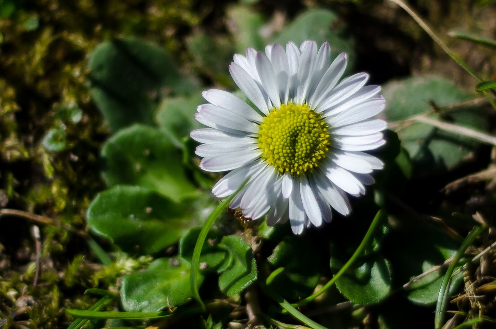 Nikon D7000 sample photo. Flower, white, macro photography