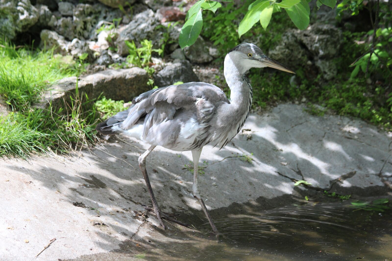 Canon EOS 650D (EOS Rebel T4i / EOS Kiss X6i) sample photo. Gray heron, heron, ardea photography
