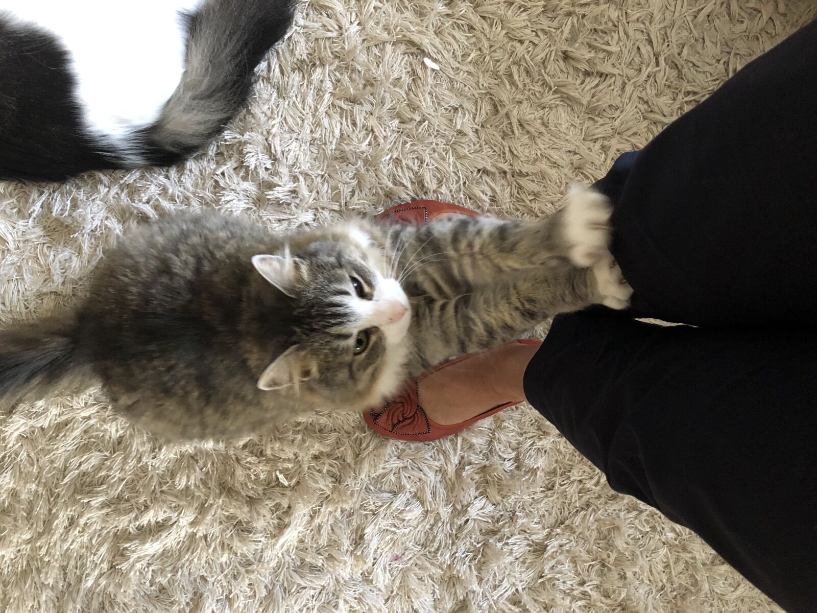 iPhone 8 Plus back dual camera 3.99mm f/1.8 sample photo. Cat, scratching, post photography