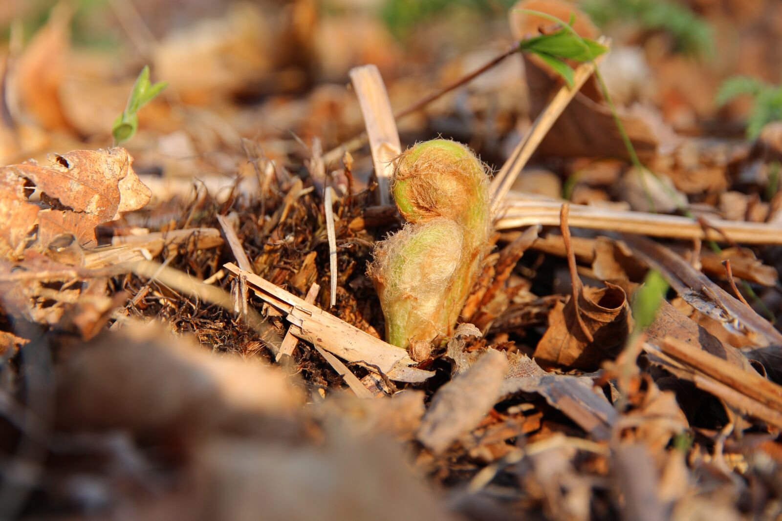 Canon EOS 650D (EOS Rebel T4i / EOS Kiss X6i) sample photo. Fern, rostock, spring photography