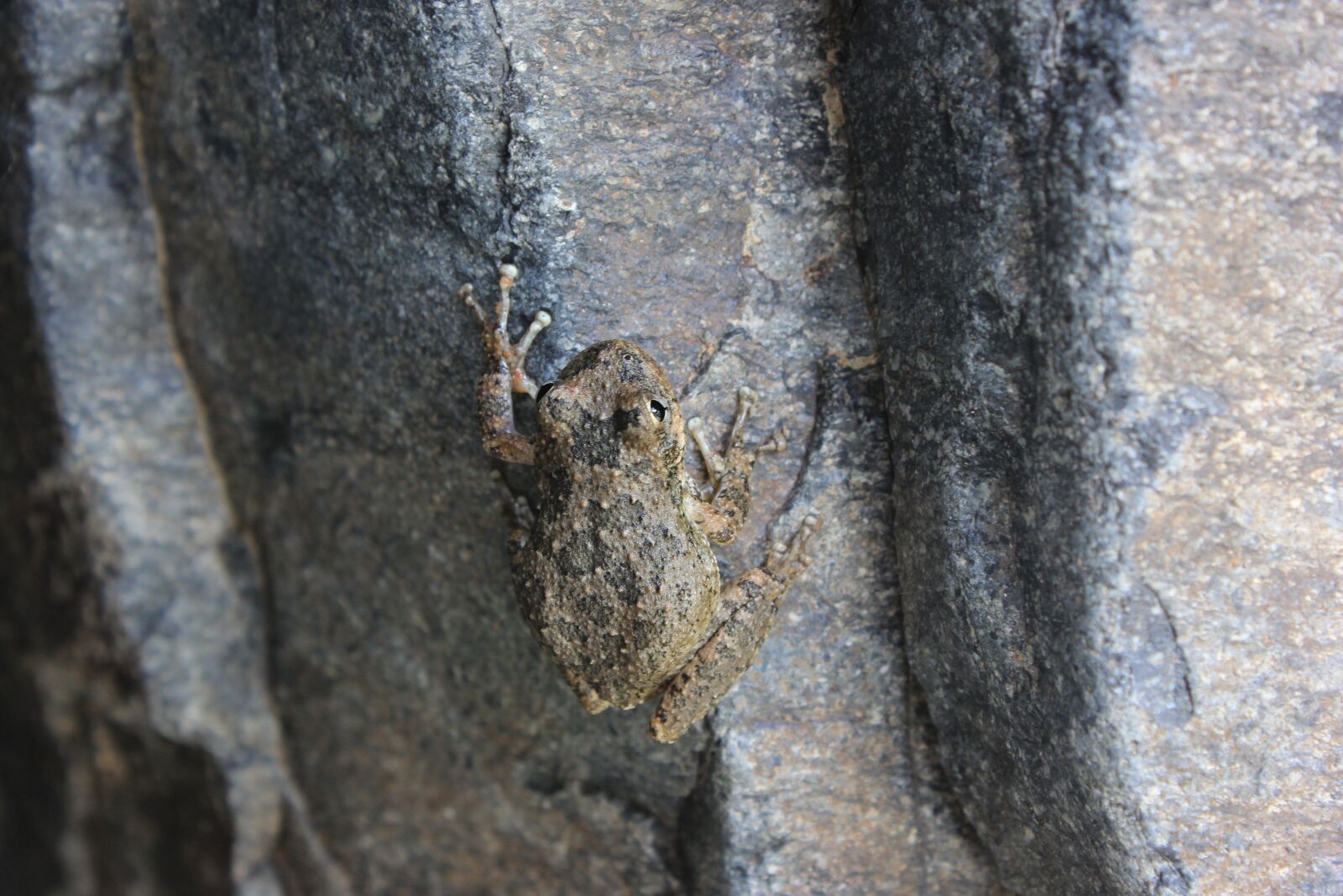Canon EOS 600D (Rebel EOS T3i / EOS Kiss X5) sample photo. Frog, amphibious, croak photography