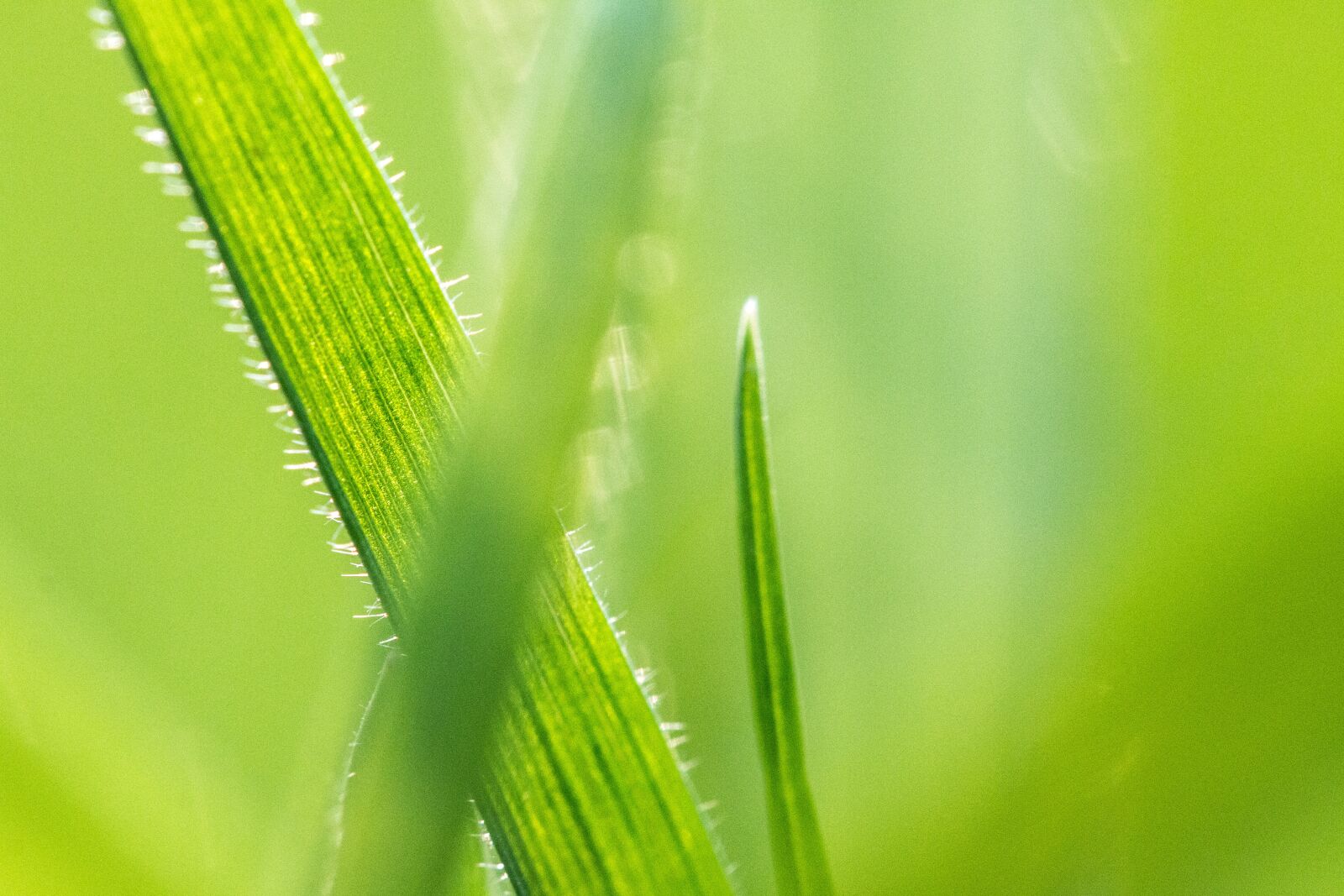 Canon EF 100mm F2.8L Macro IS USM sample photo. Grass, meadow, green photography