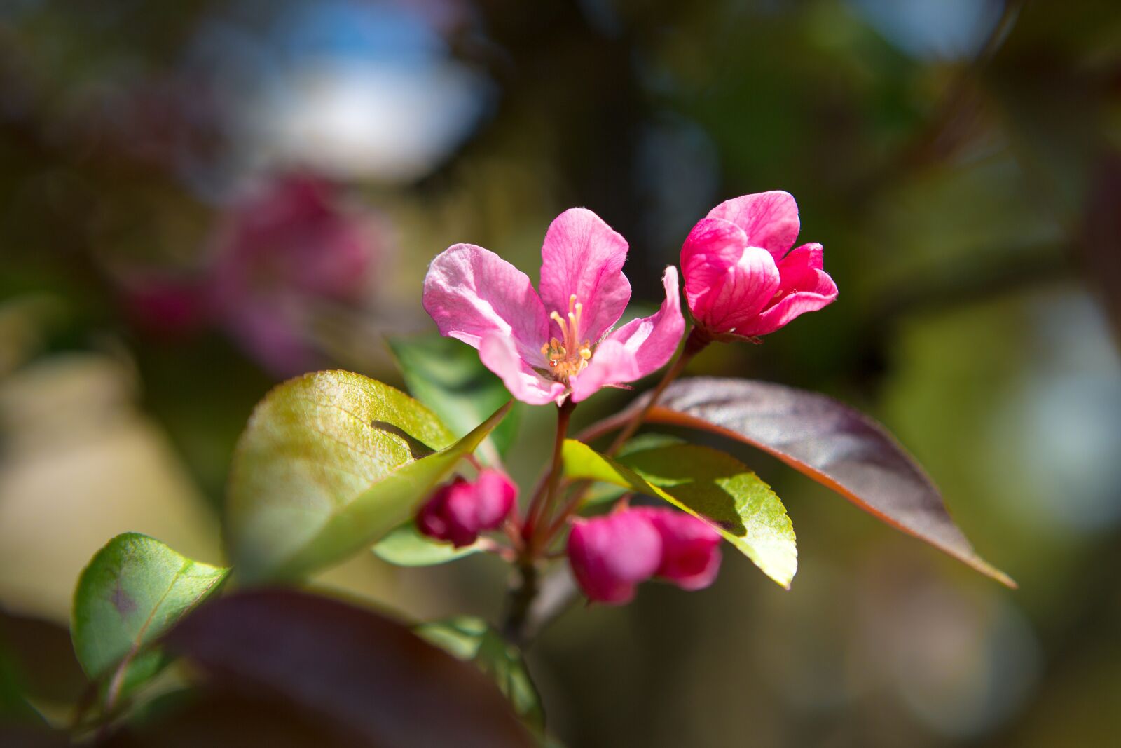 Canon EF 24-70mm F2.8L USM sample photo. Nature, flower, plant photography