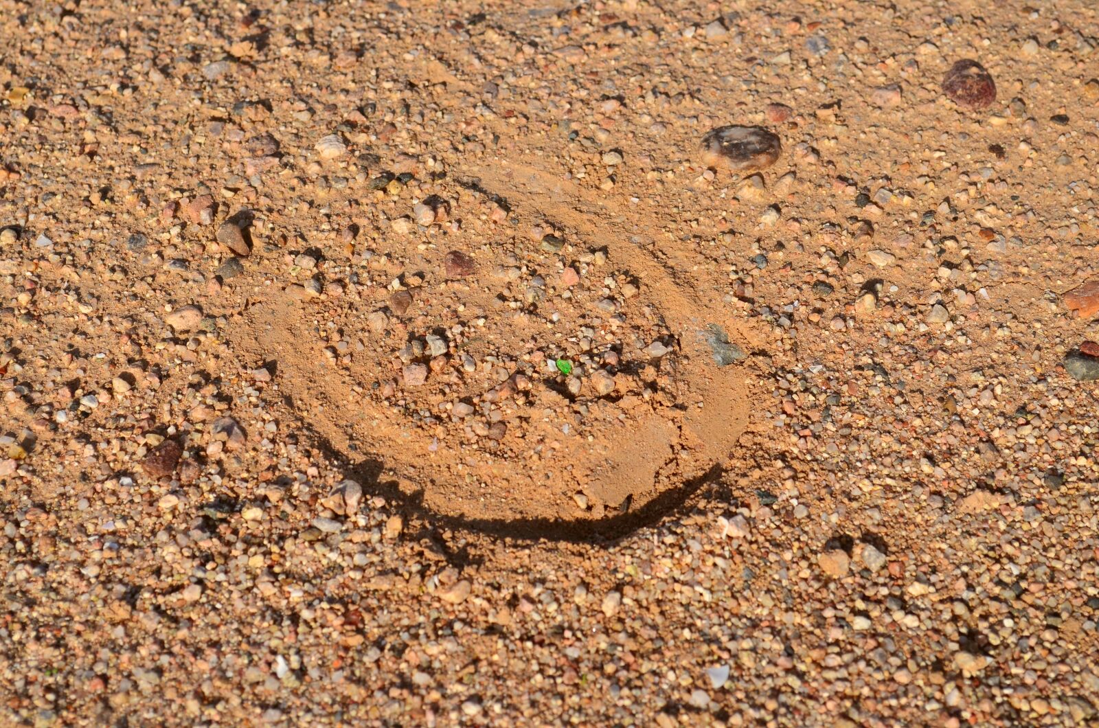 Nikon D5100 sample photo. Desert, horse shoe, horse photography