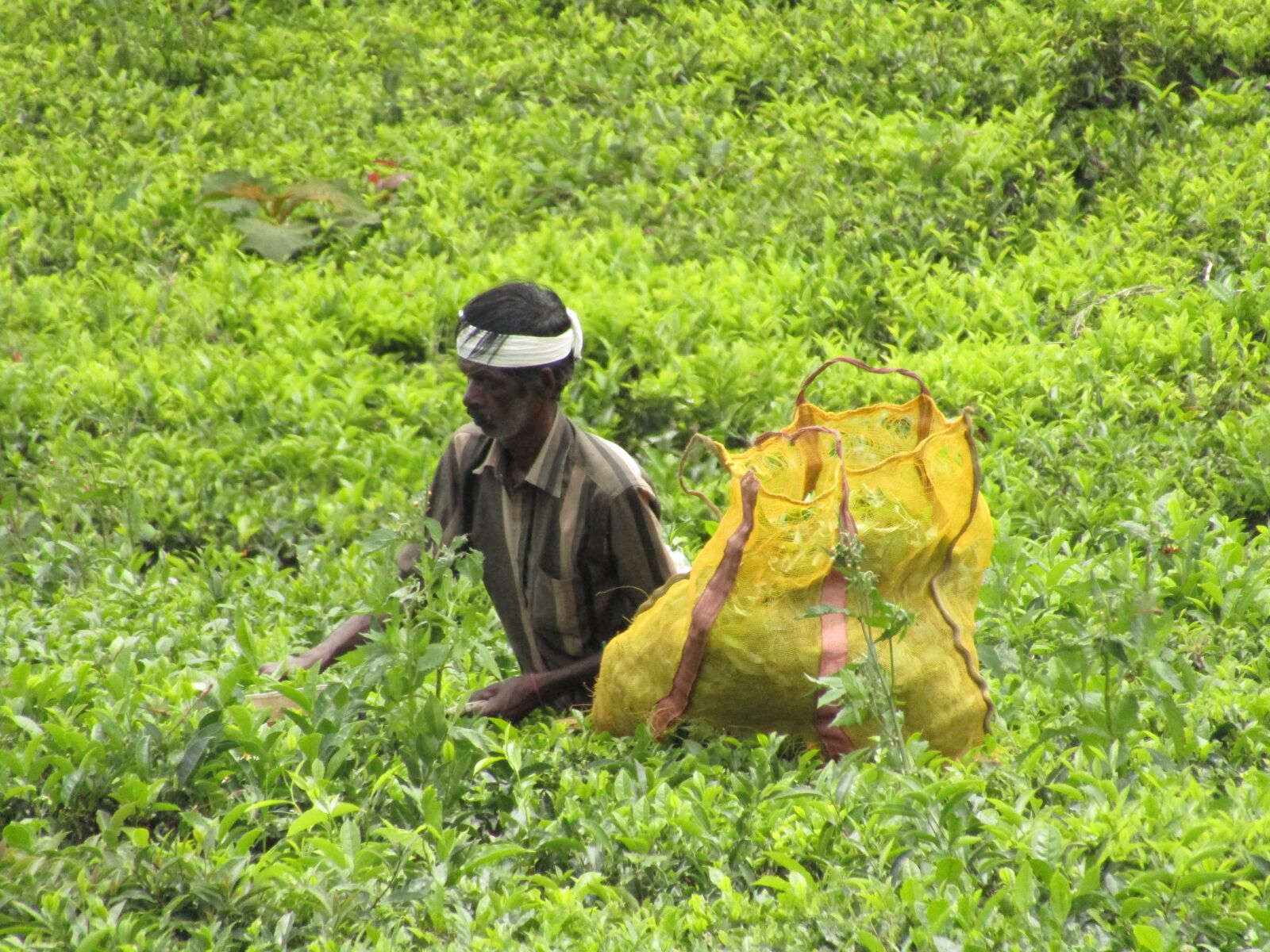 Canon PowerShot SX410 IS sample photo. Farmer, hardworking, brave photography