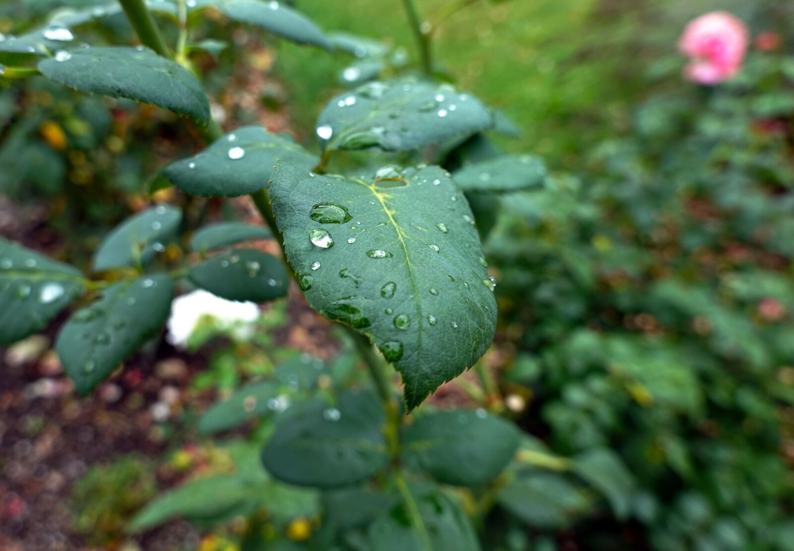 Sony Cyber-shot DSC-RX100 VI sample photo. Leaf, dew, drip photography
