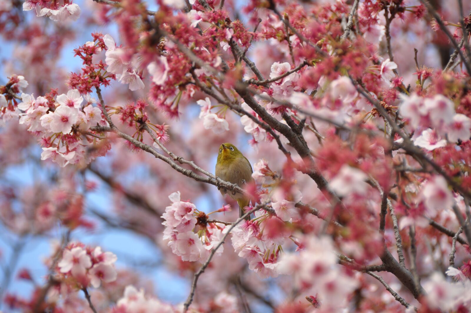 Nikon D90 sample photo. Cherry blossom, bird, pink photography