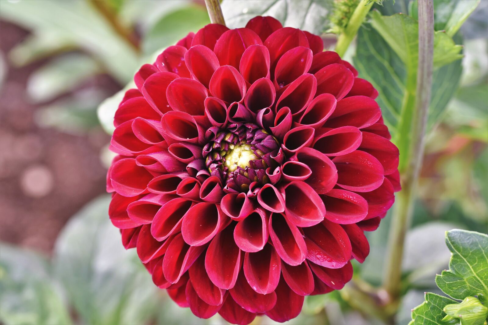 Nikon D7200 sample photo. Dahlia, dahlias bud, flower photography