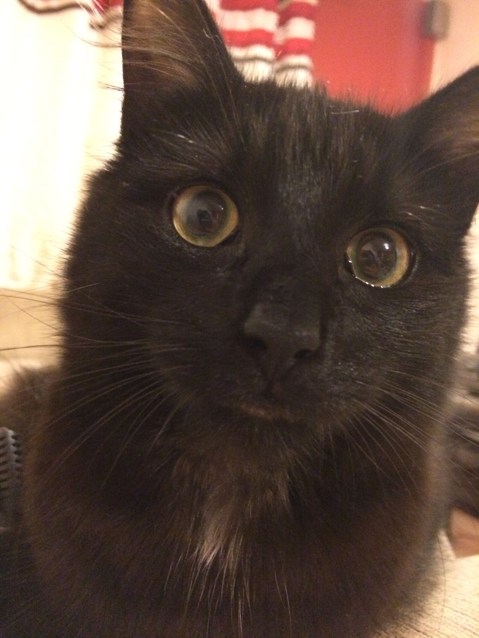 iPhone 5s back camera 4.15mm f/2.2 sample photo. Black, cat, black, kitten photography