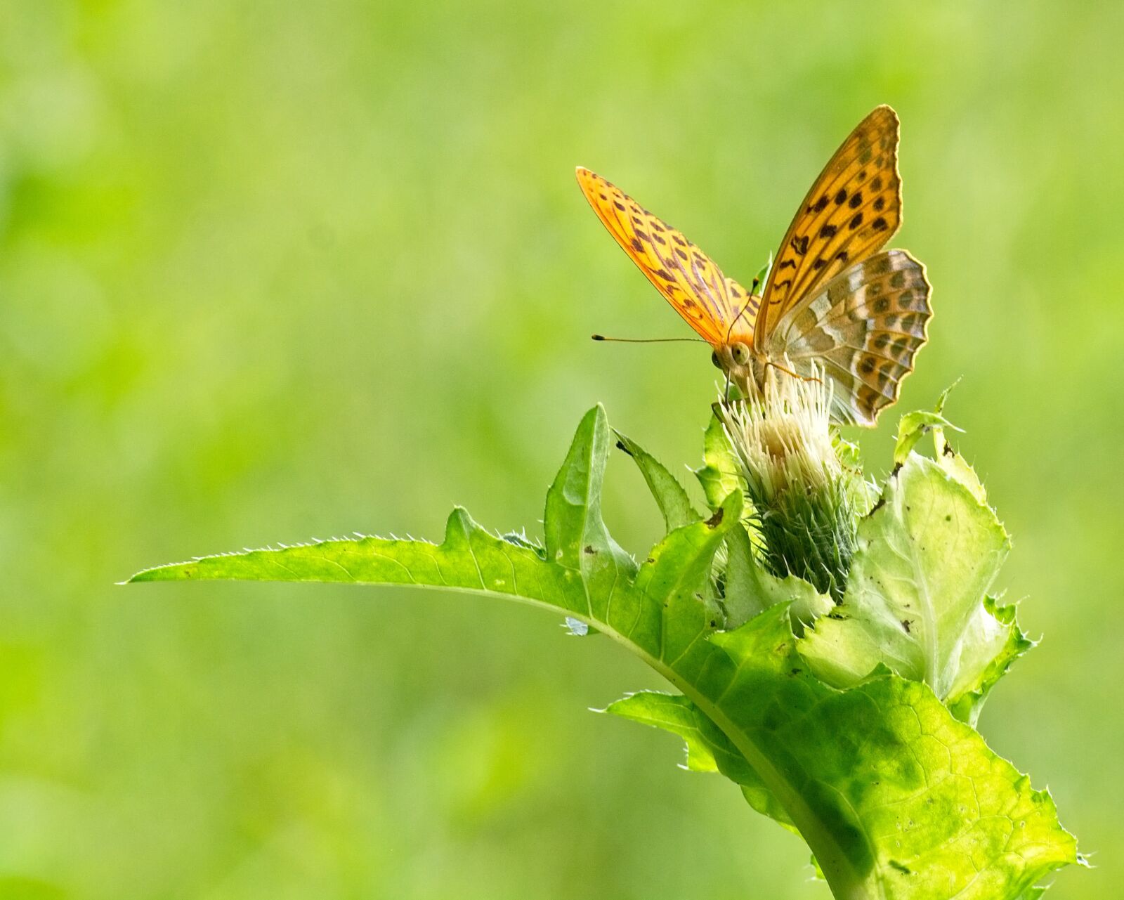 Nikon D7100 sample photo. Butterfly, mother of pearl photography