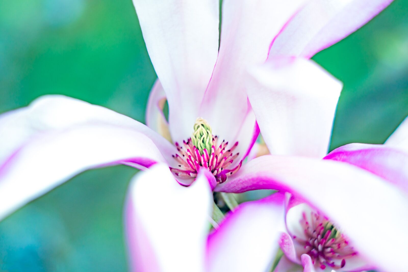 Sony DT 50mm F1.8 SAM sample photo. Nature, flower, summer photography