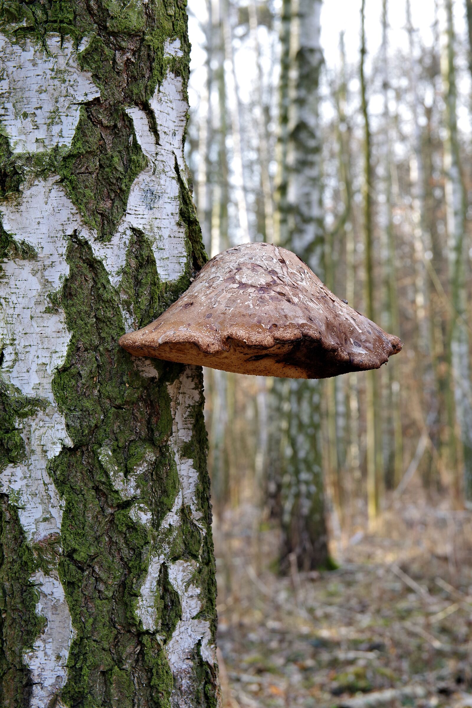 Pentax K-S2 sample photo. Hub, mushroom, tree photography