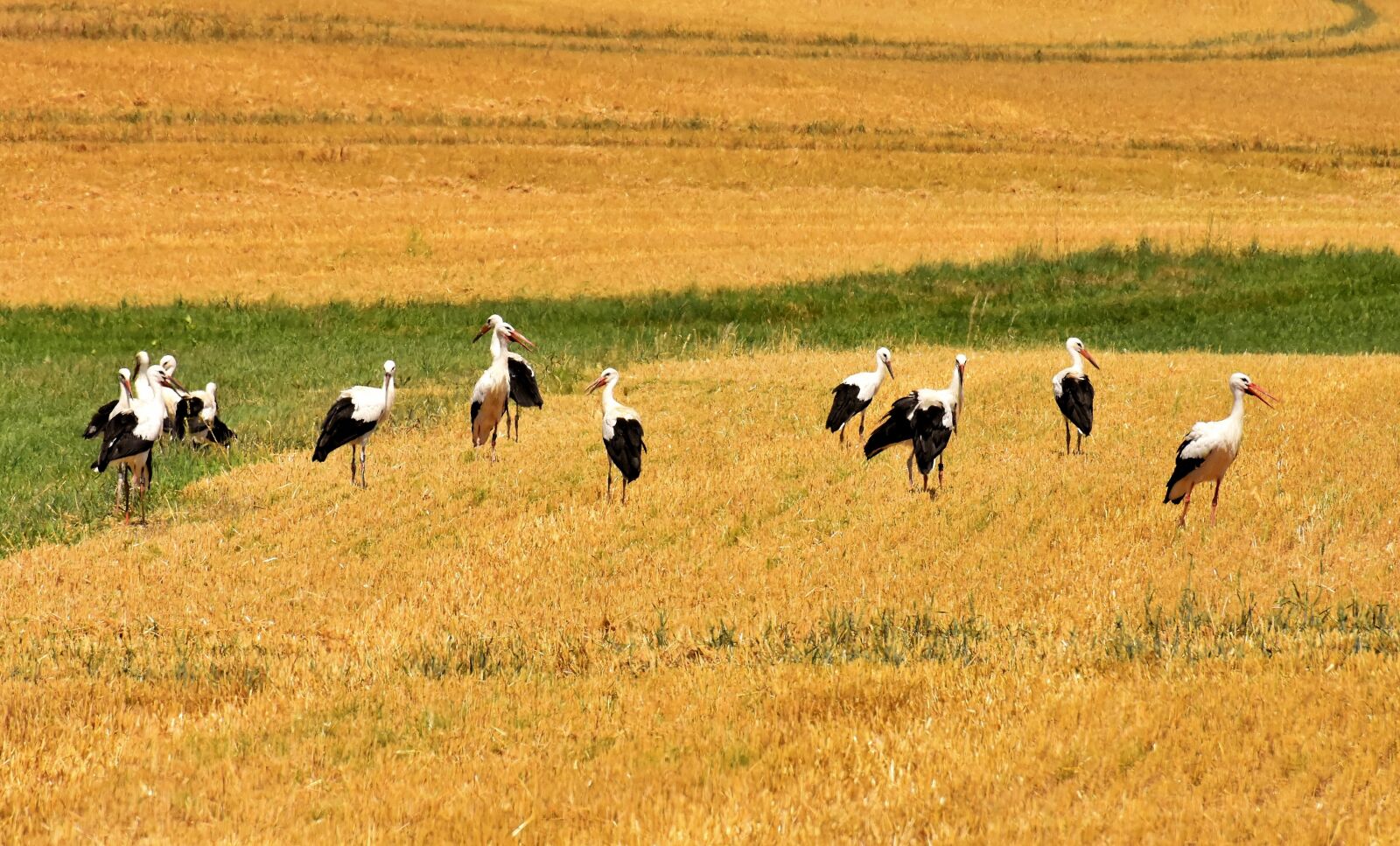 Nikon D7200 sample photo. Storks, field, nature photography