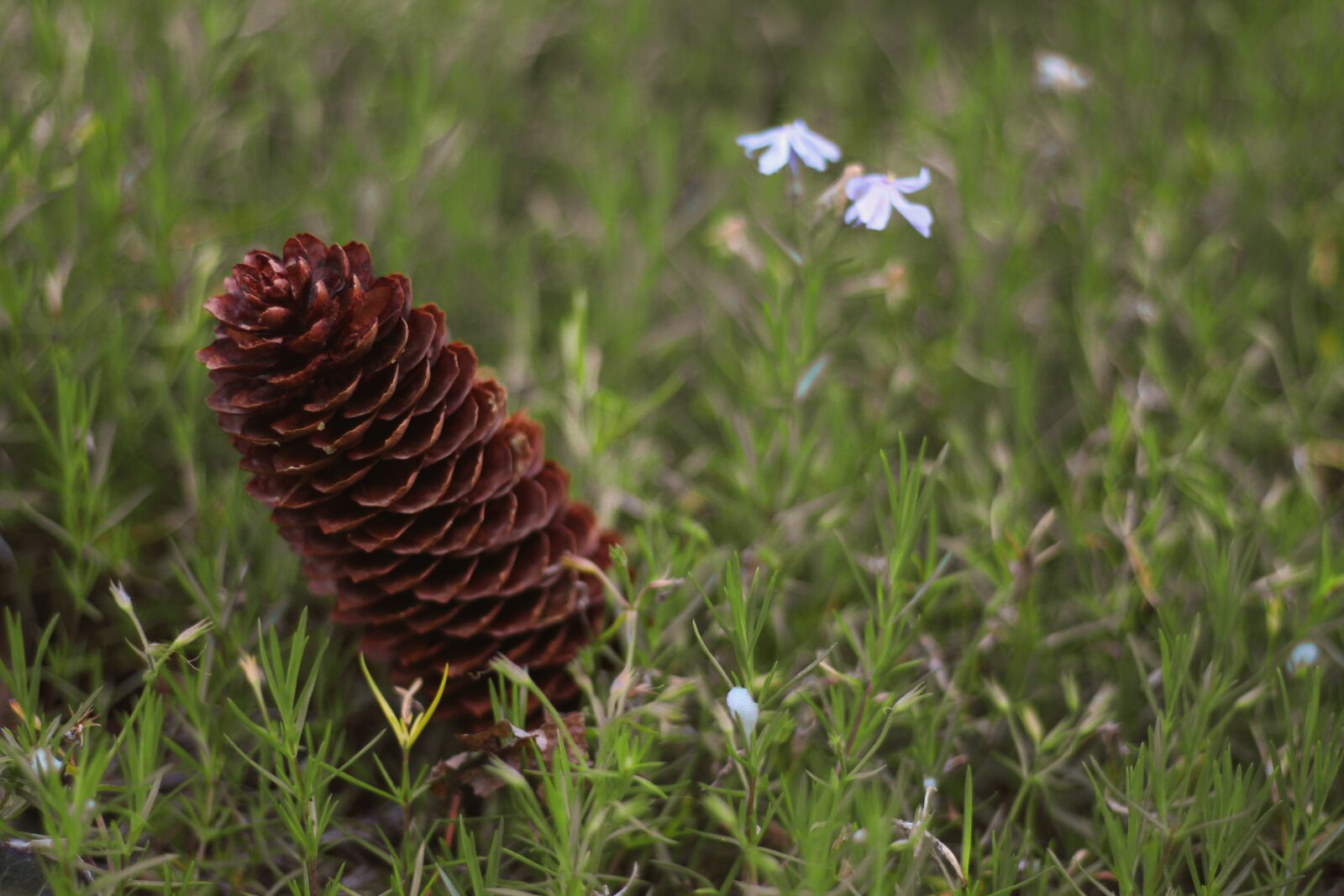 Canon EOS 700D (EOS Rebel T5i / EOS Kiss X7i) sample photo. Acorn, flower, grass photography