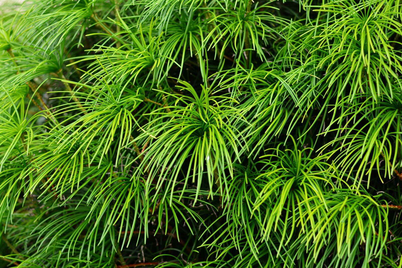 Nikon D5200 sample photo. Japanese umbrella pine, fir photography