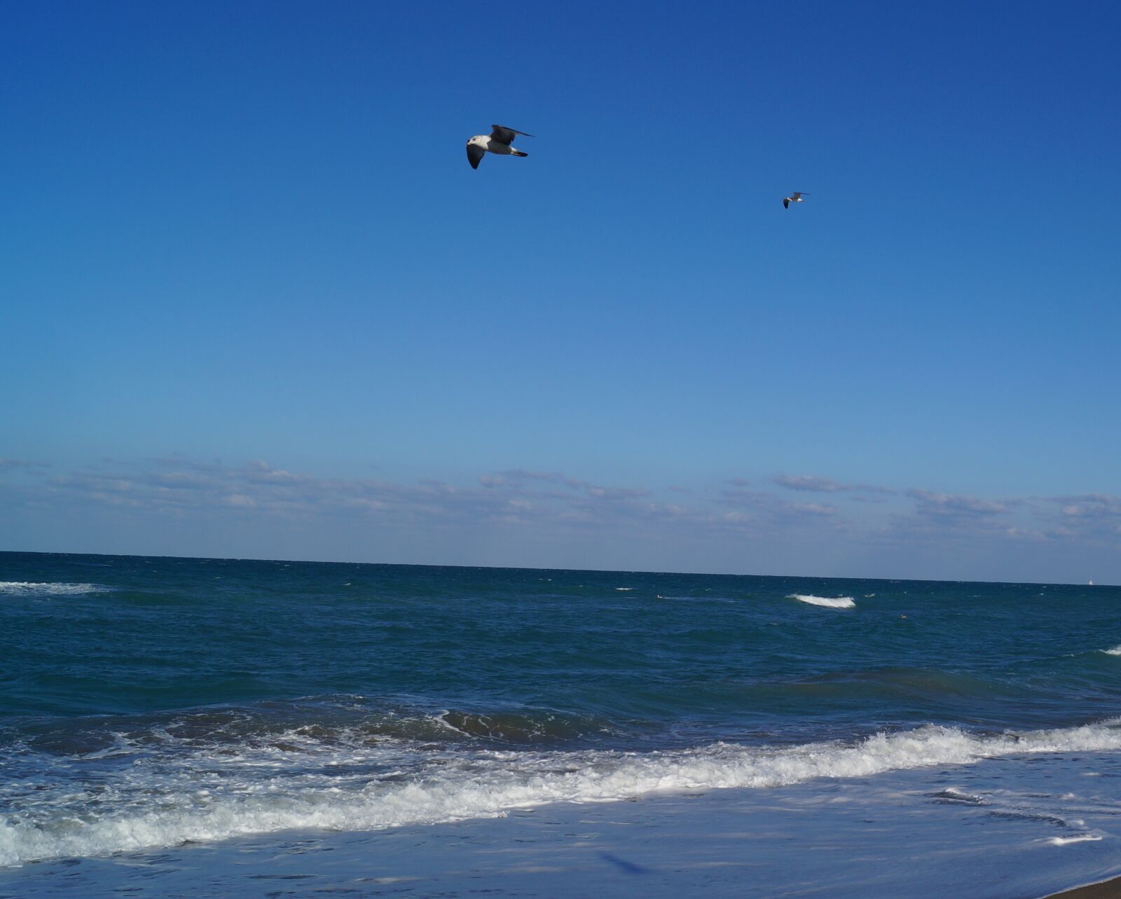 Sony DT 18-55mm F3.5-5.6 SAM II sample photo. Wave, ocean, seagull photography