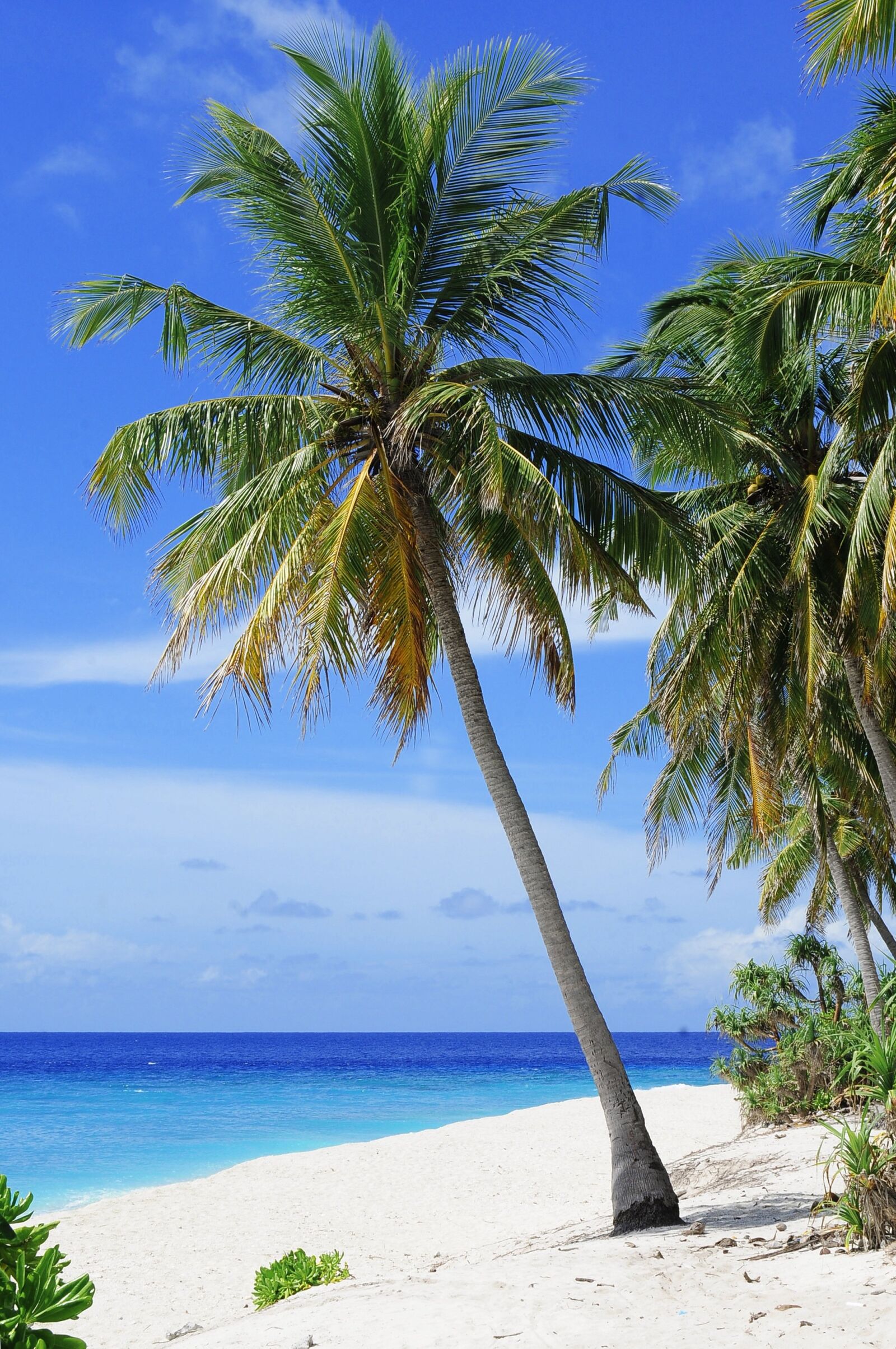 Nikon D300 sample photo. Atoll, beach, palm tree photography