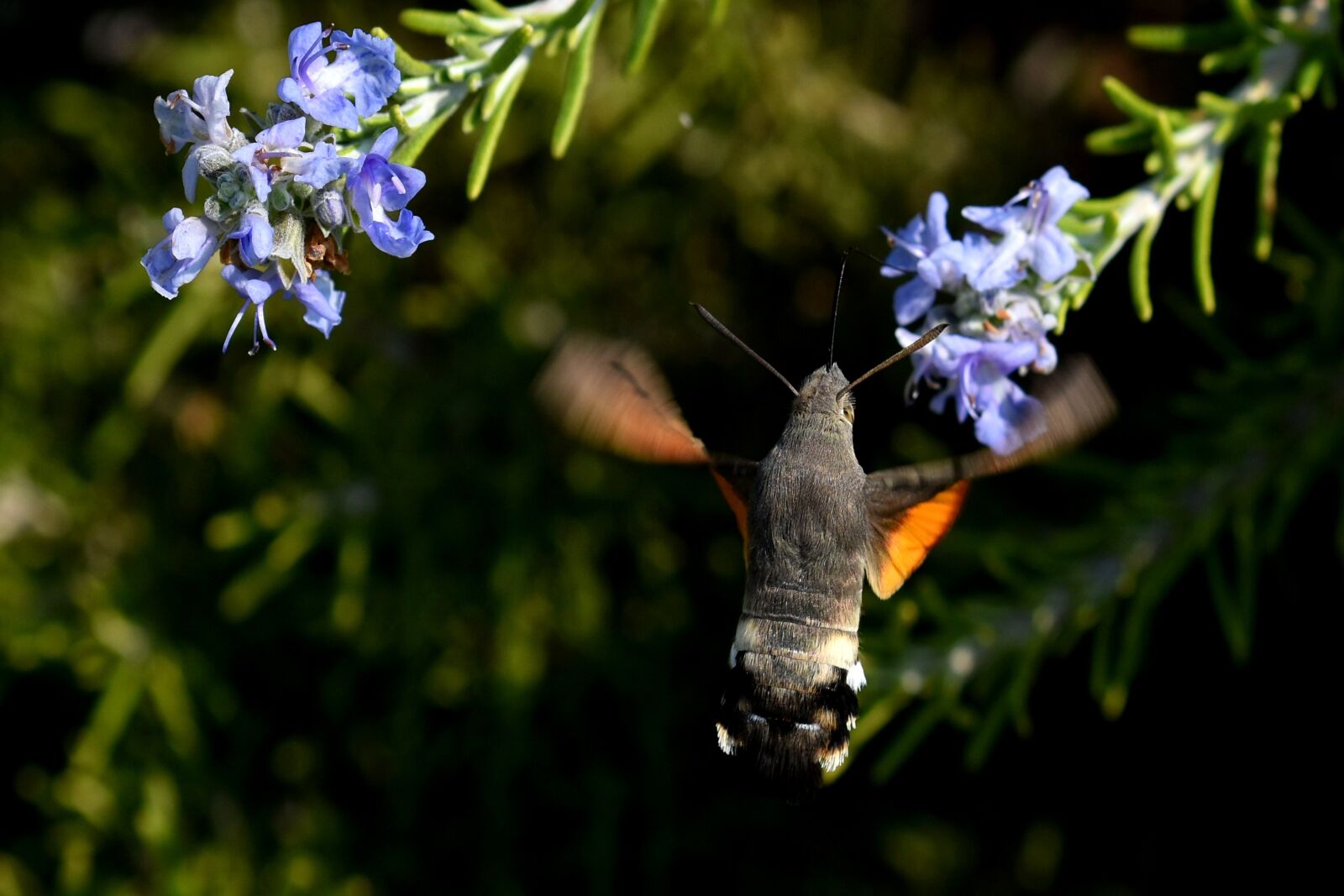 Nikon D3500 sample photo. Hummingbird hawk moth, moth photography