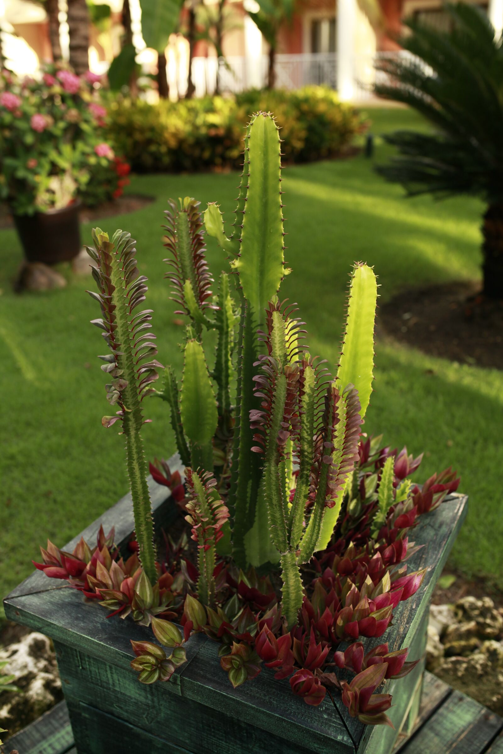 Canon EOS 5D Mark II sample photo. Cacti, hotel photography