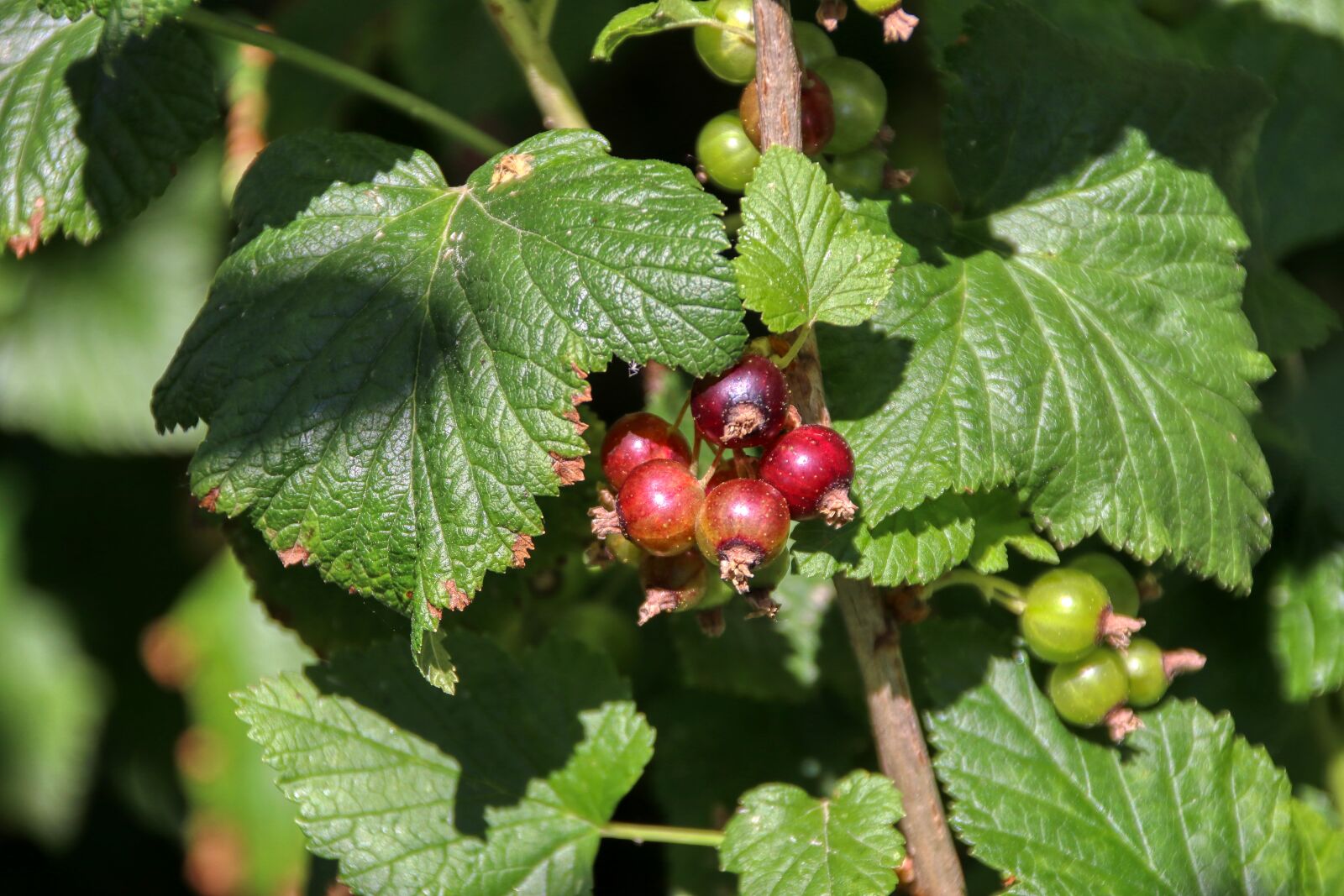 Canon EOS 80D sample photo. Berries, currant, fruit photography