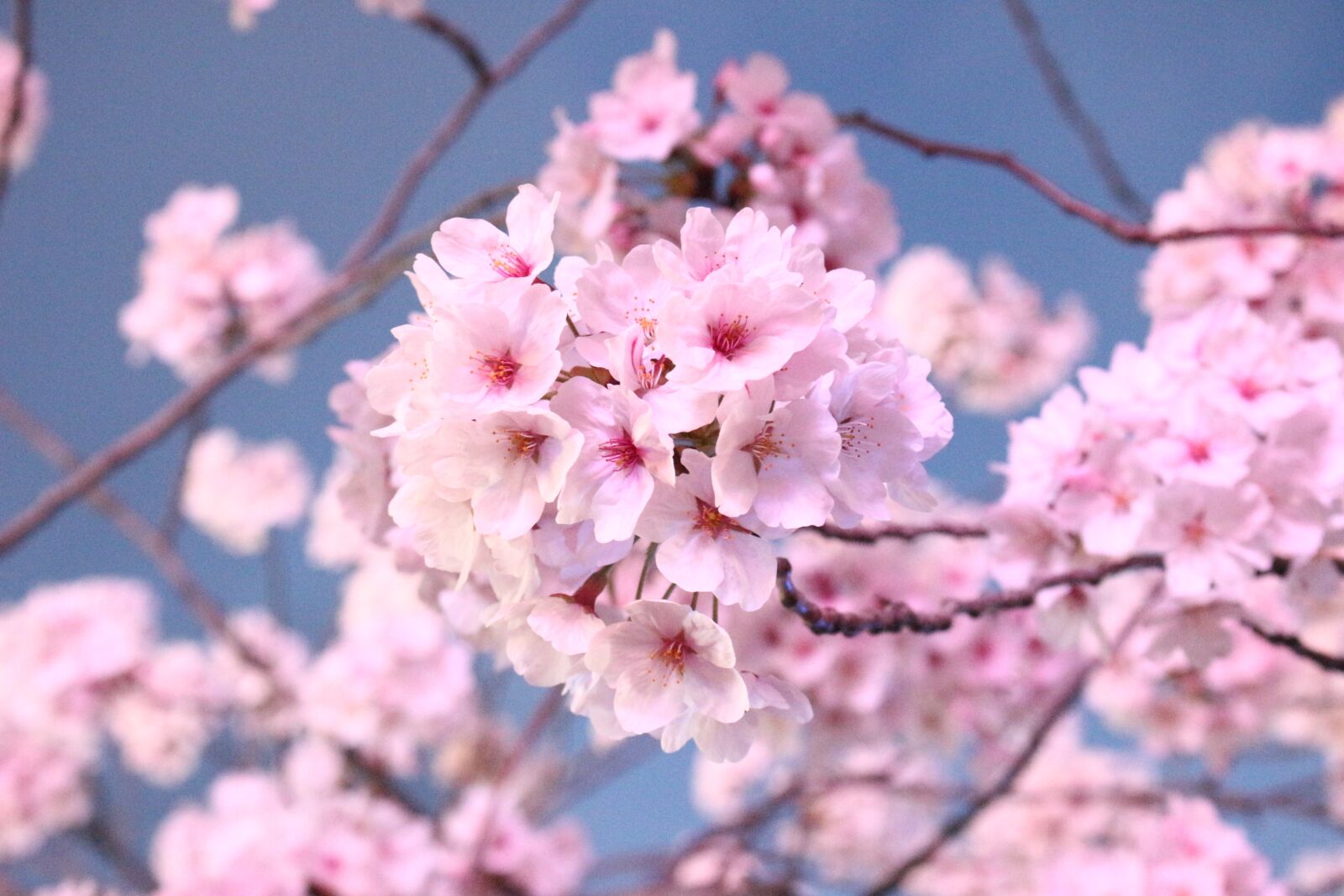 Canon EOS 100D (EOS Rebel SL1 / EOS Kiss X7) sample photo. Japanese cherry blossom tree photography
