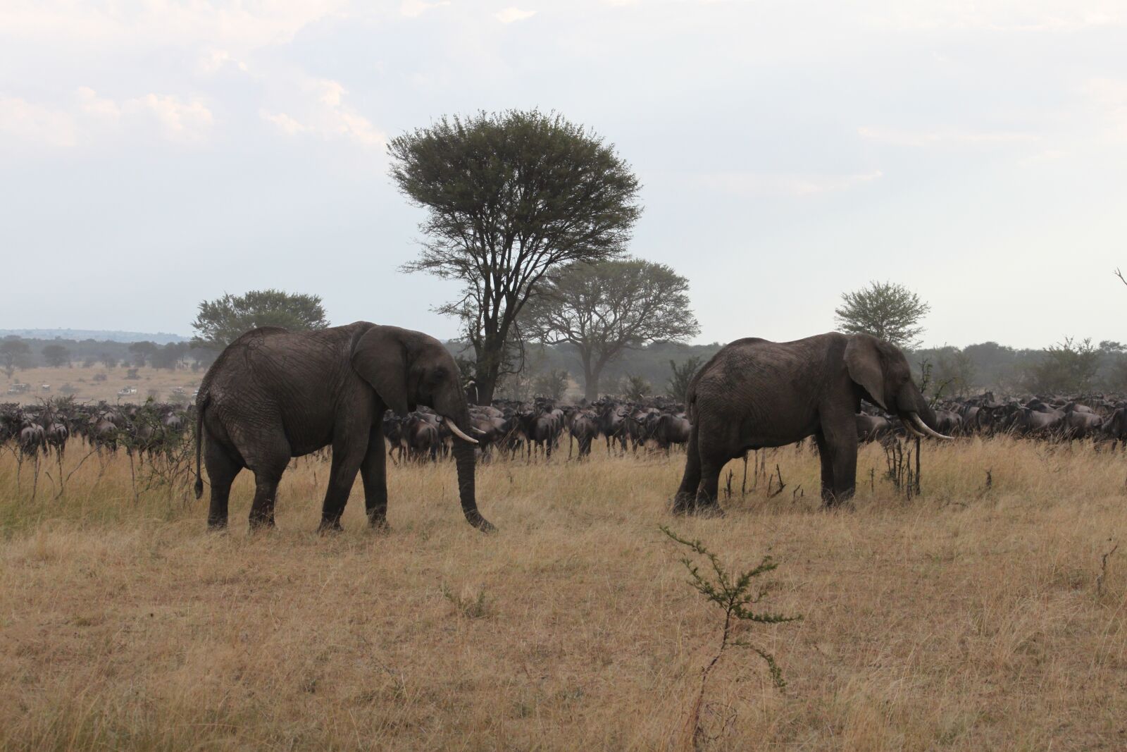 Canon EOS 500D (EOS Rebel T1i / EOS Kiss X3) sample photo. Africa, safari, wildlife photography