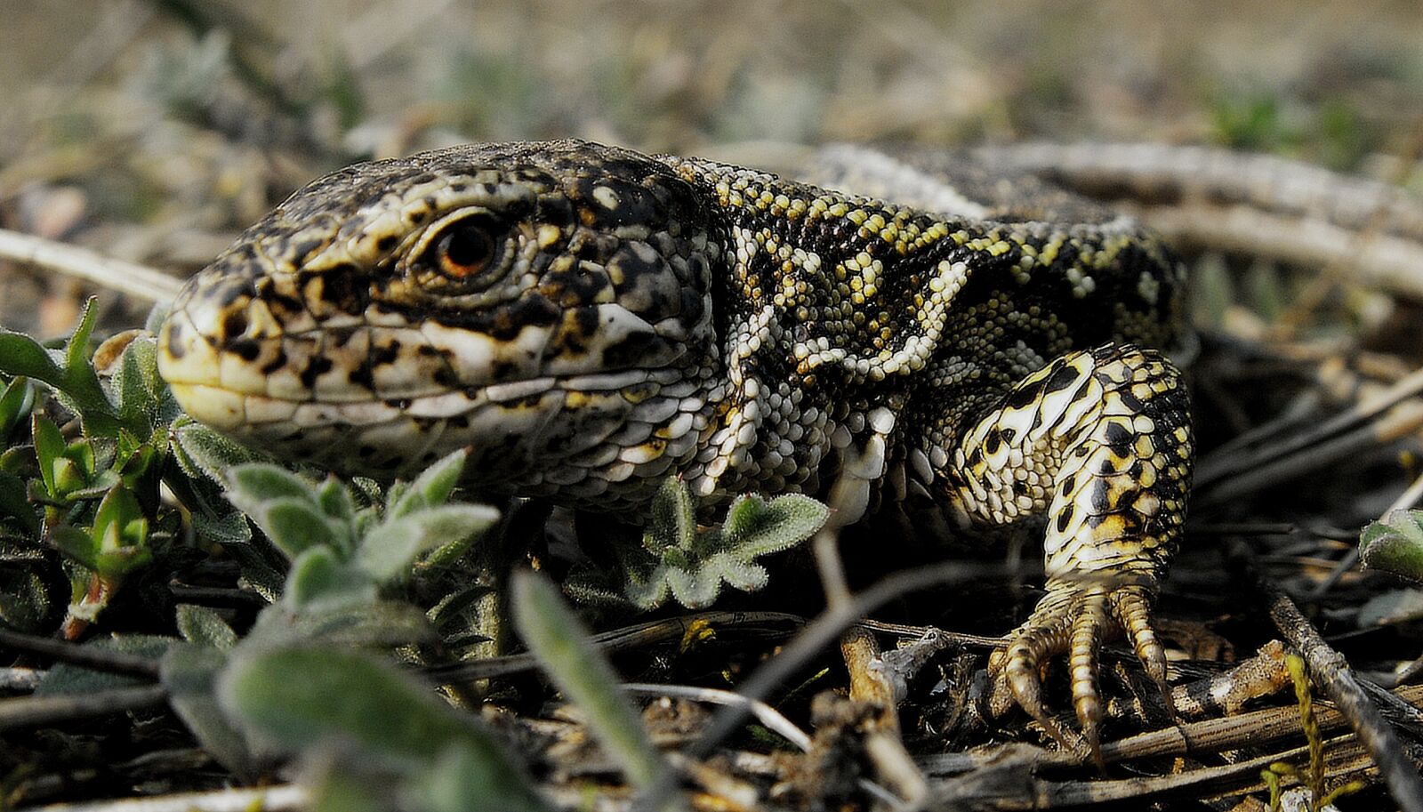 KONICA MINOLTA DiMAGE Z5 sample photo. Reptiles, nature, lizards photography
