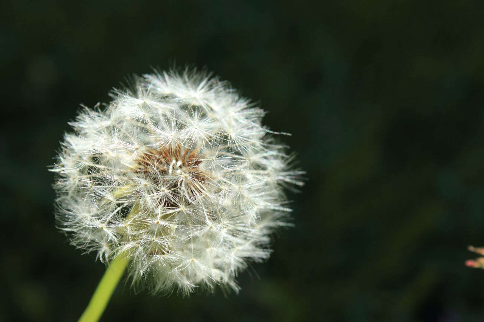 Canon EOS 550D (EOS Rebel T2i / EOS Kiss X4) sample photo. Wish, dandelion, blow photography