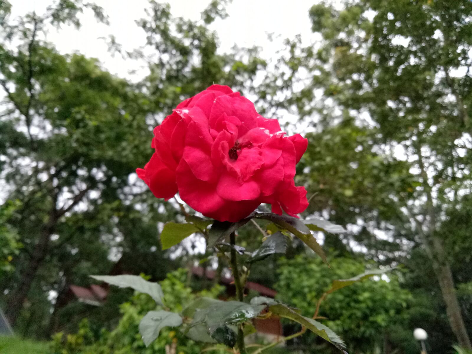 OPPO A1601 sample photo. Rose, red, nature photography
