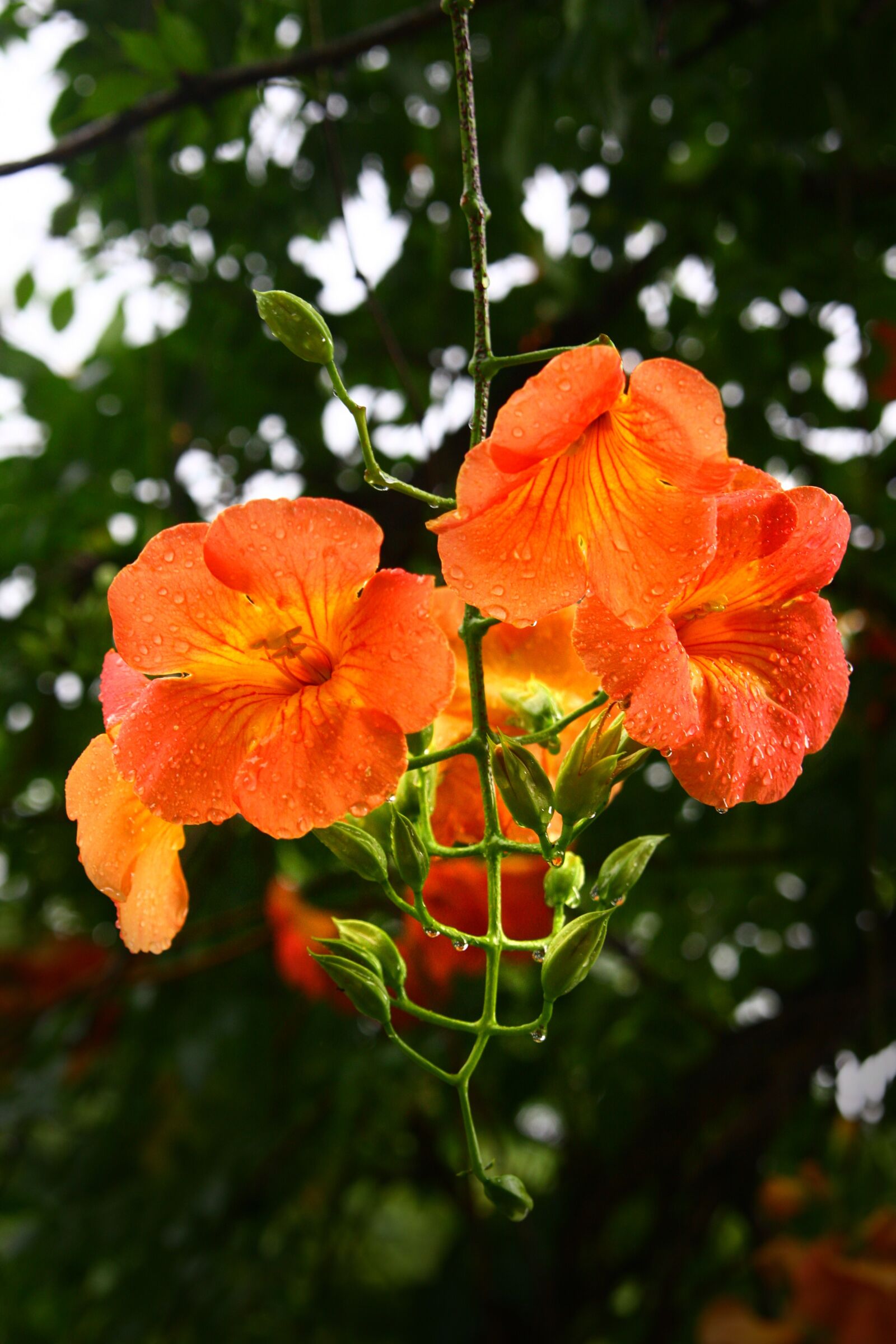 Canon EOS 40D sample photo. Campsis, flowers, nature photography