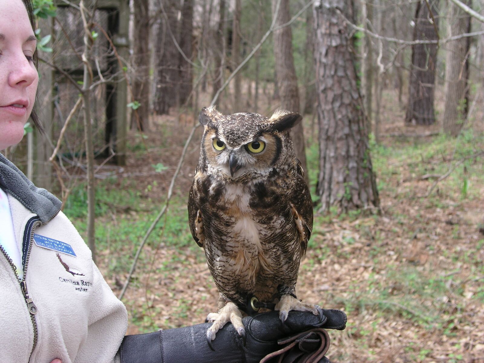 Olympus C5050Z sample photo. Owl, bird, feather photography
