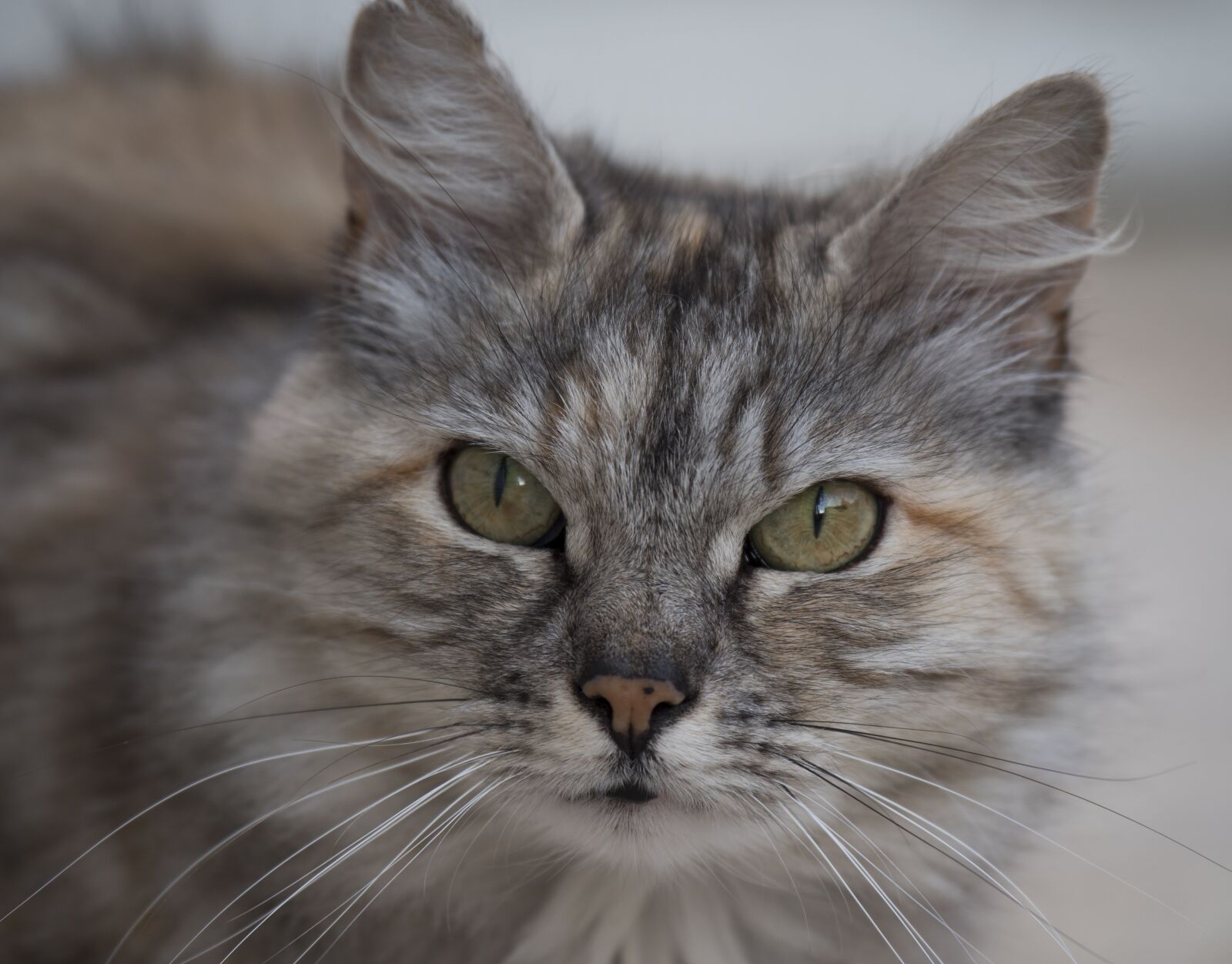 Panasonic Lumix G X Vario 35-100mm F2.8 OIS sample photo. Cat, animal, cat eyes photography