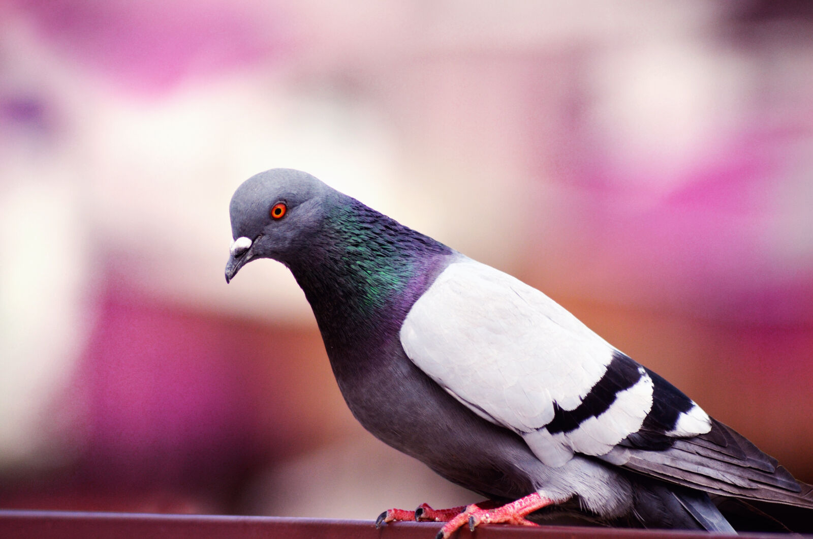 Nikon D5100 sample photo. Animal, animal, photography, avian photography