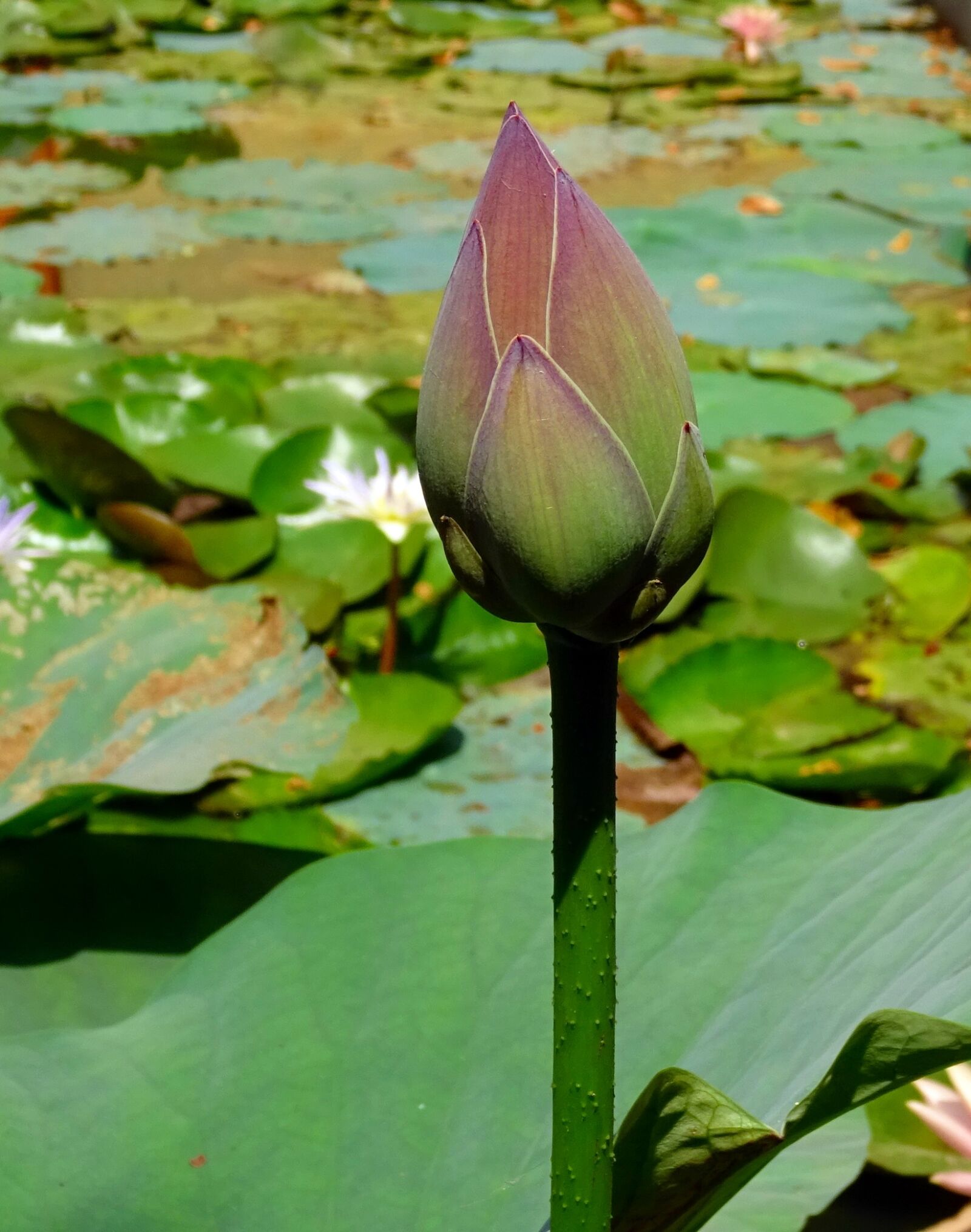 Sony DSC-HX60V sample photo. Lotus, bud, pink photography