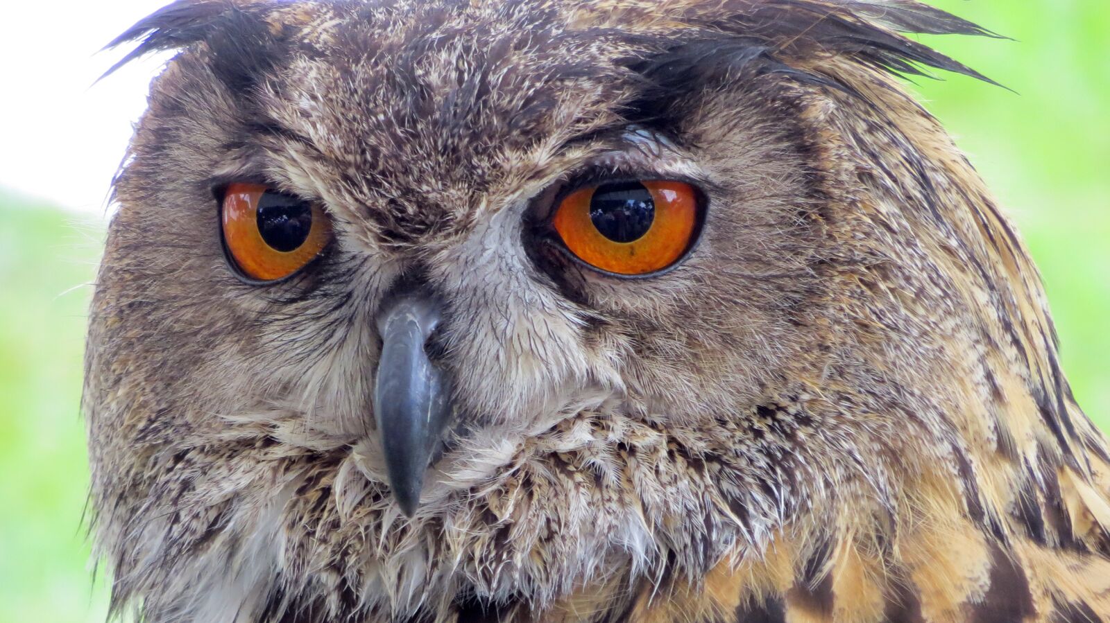 Canon PowerShot SX240 HS sample photo. Raptor, owl, eagle owl photography