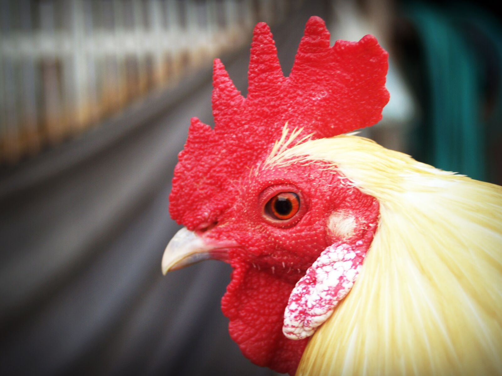 Olympus E-300 (EVOLT E-300) sample photo. Chicken, hen, white photography
