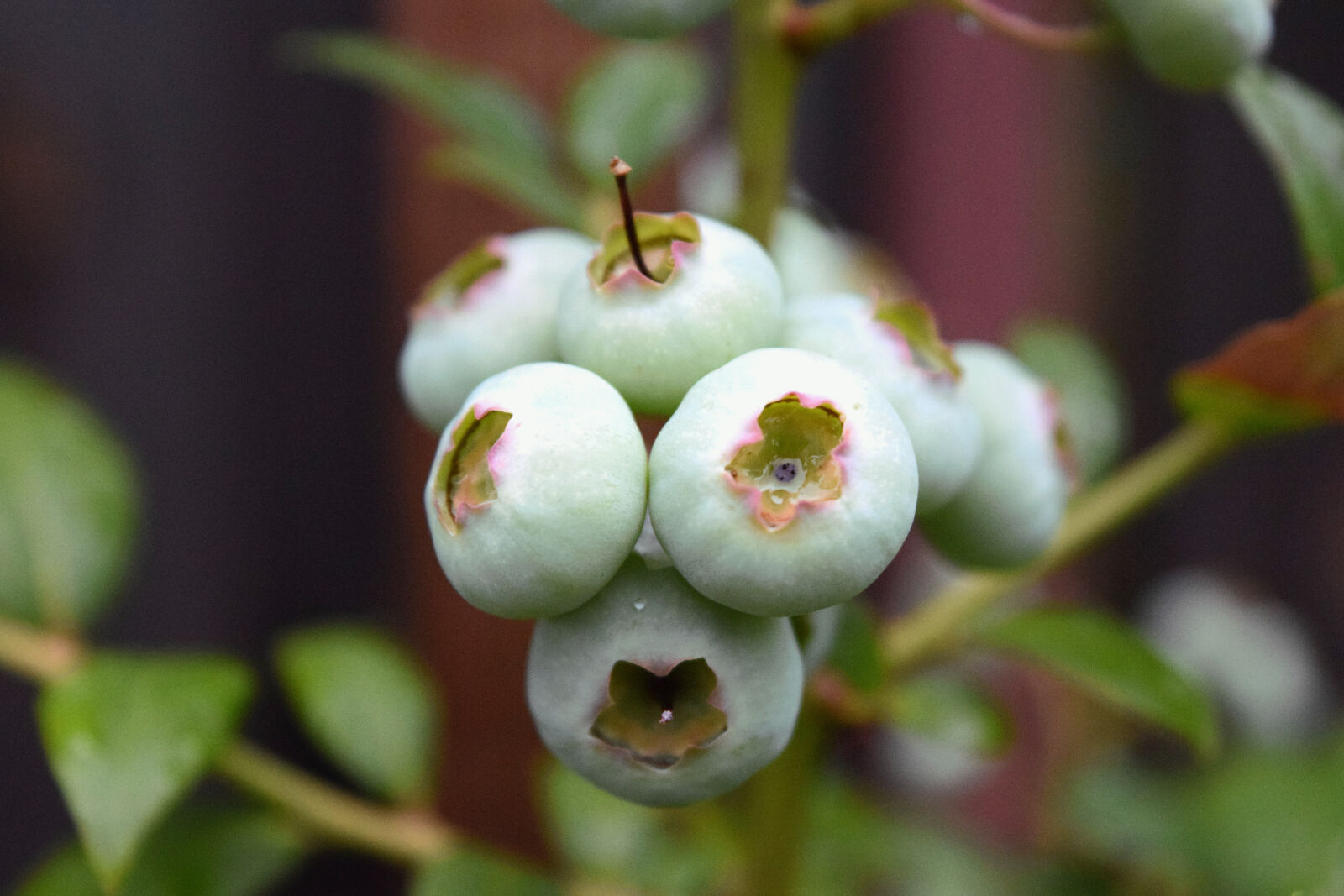 Nikon D3300 sample photo. Blueberries, theme, summer photography