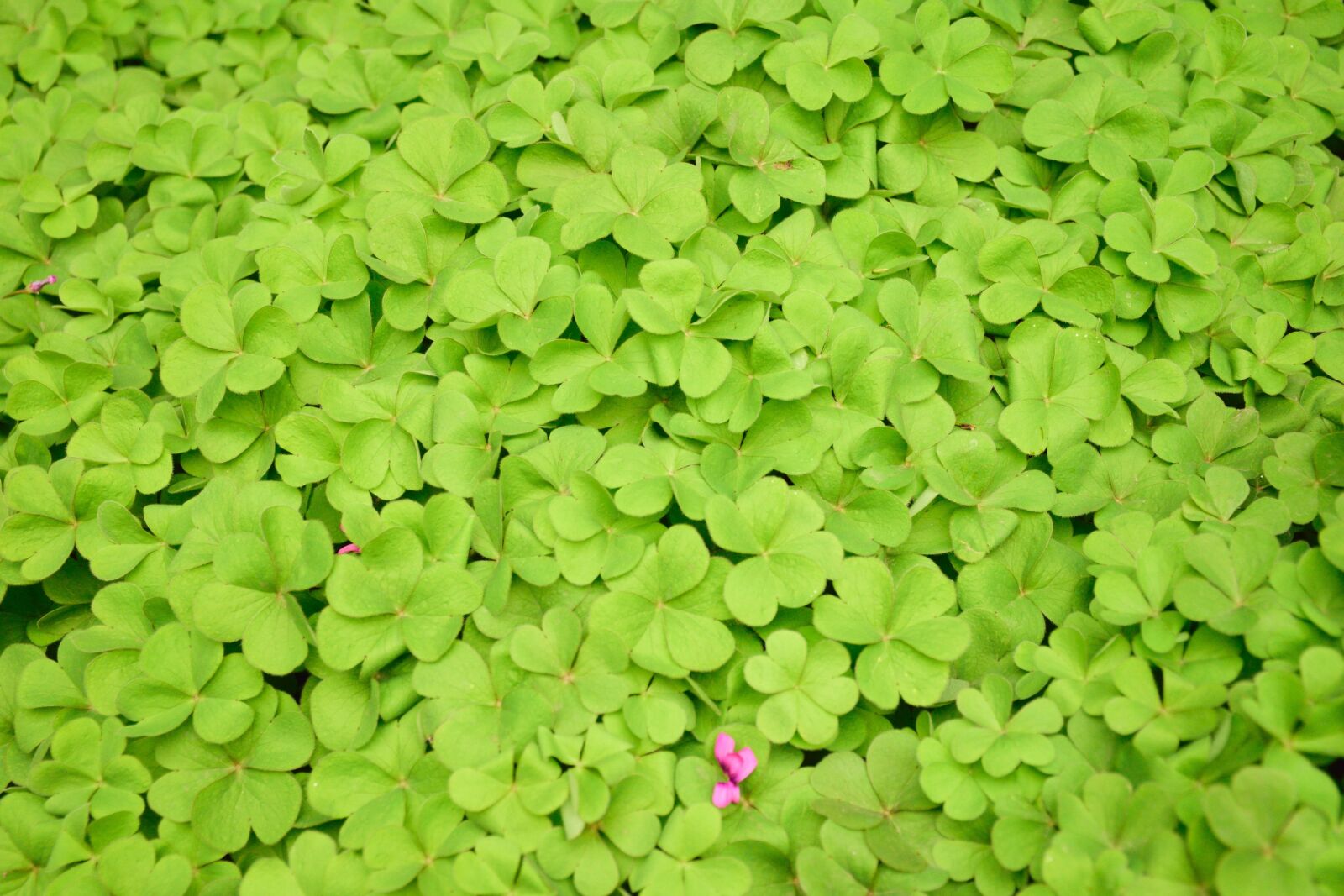 Nikon D5300 sample photo. Green, clover, luck photography