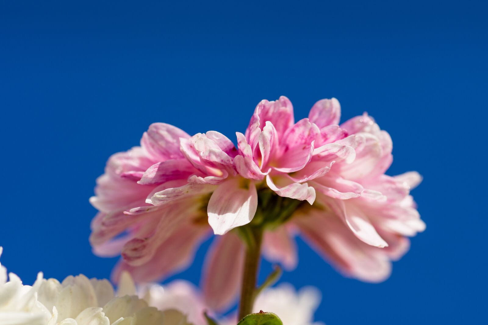 Nikon D7200 sample photo. Aster, pollen, petals photography