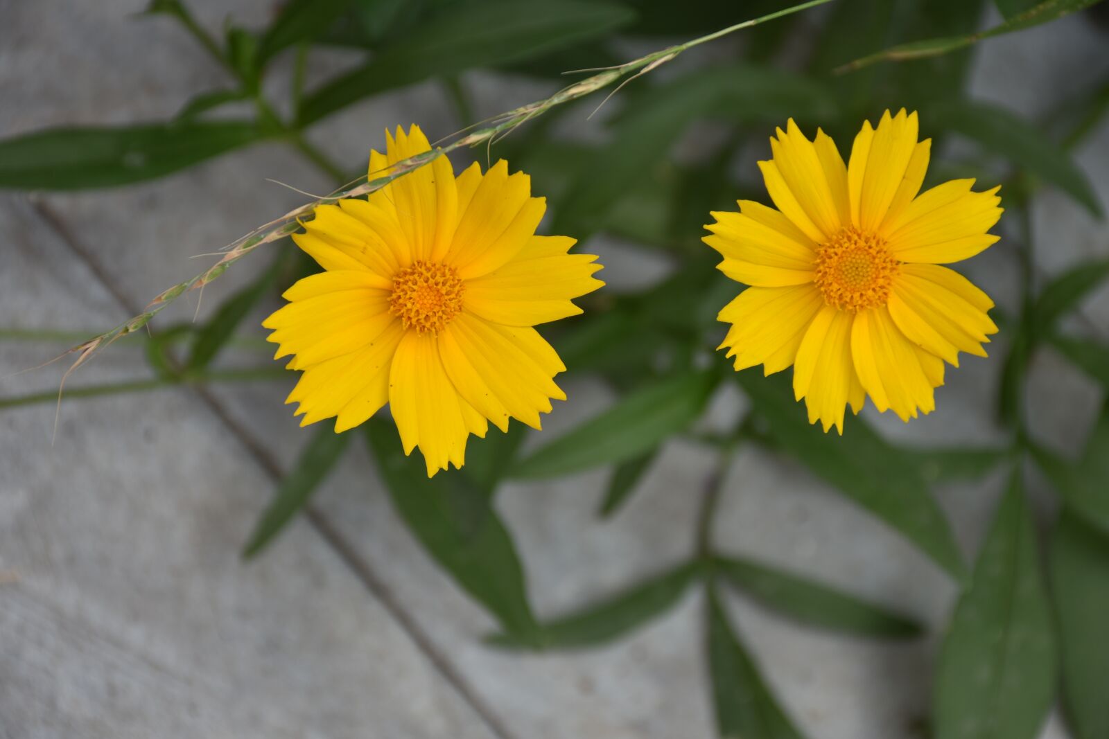 Nikon D7200 sample photo. Flower, plant, lonely photography