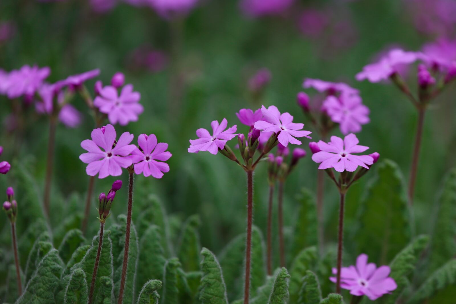 Canon EF 100-400mm F4.5-5.6L IS USM sample photo. Primrose, plants, wildflower photography