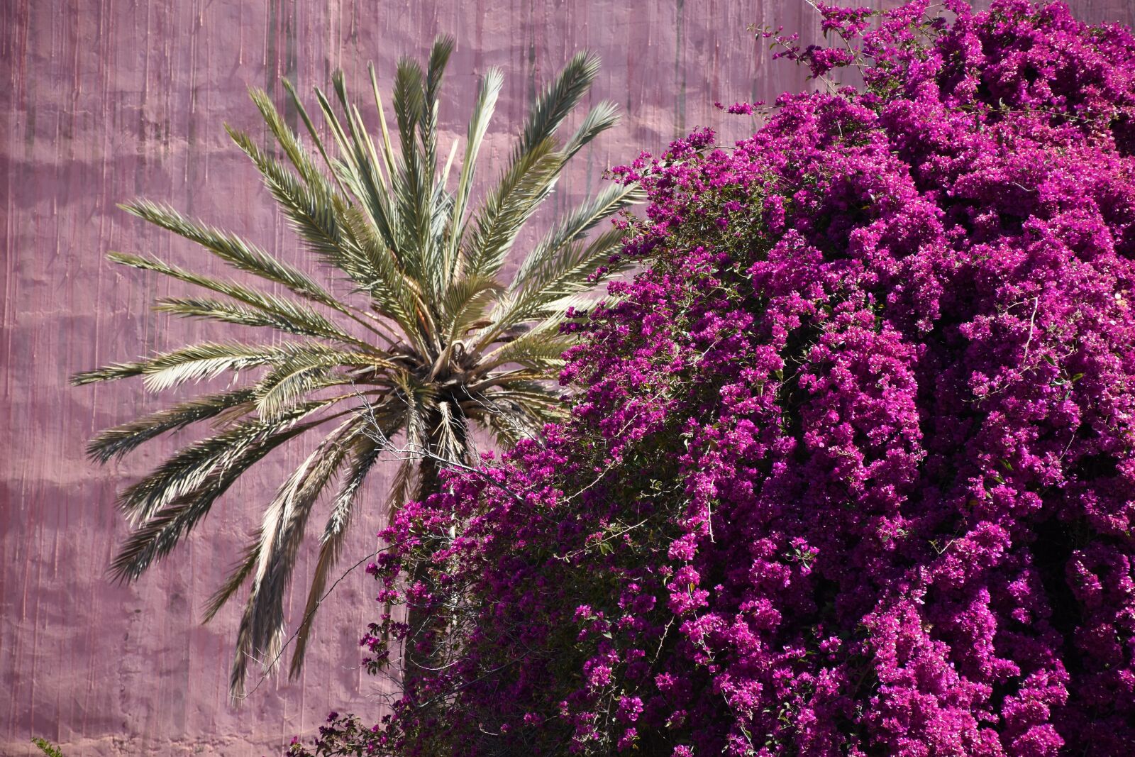 Nikon D7200 sample photo. Bougainville, summer, palm photography