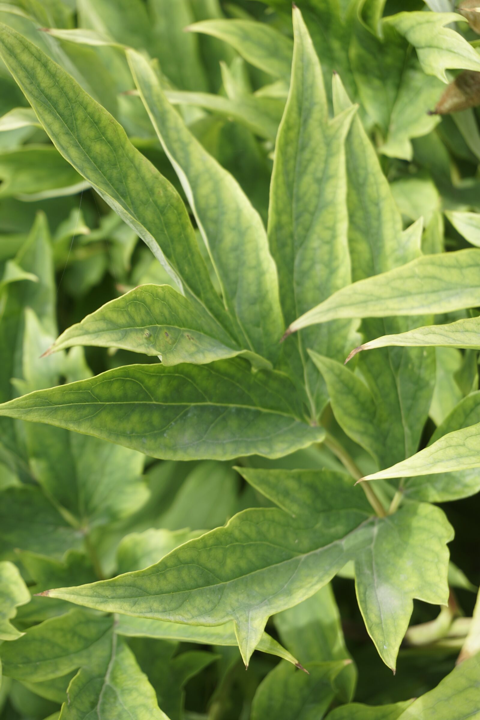 Sony a6300 sample photo. Plant, green, petals photography